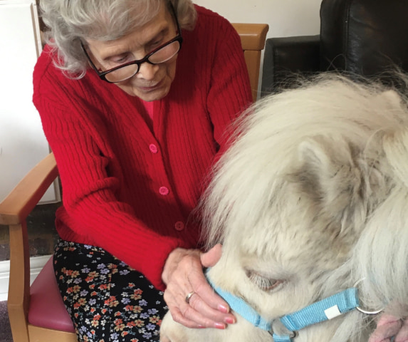 Therapy ponies are bringing comfort and joy to St John's residents Image